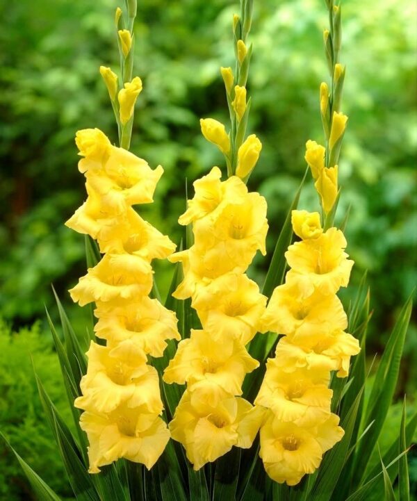 Votaniki Nova Lux Gladiolus Bulbs - Perennial, Attract Pollinators, Large Blooms, Gladiolus Flowering Bulbs for Planting - Low Maintenance and Easy to Grow