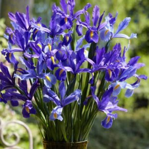 Votaniki Sapphire Beauty Dutch Iris Bulbs - Stunning Blue Blooms | Blue Dutch Iris Flower Bulbs, Low Maintenance and Stunning Blue Flowers - Easy to Grow