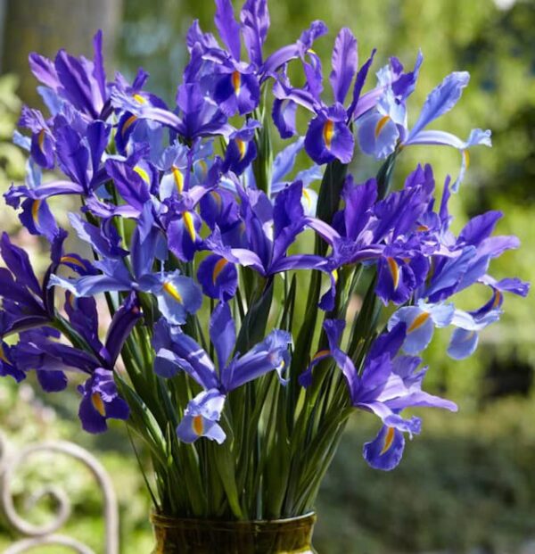 Votaniki Sapphire Beauty Dutch Iris Bulbs - Stunning Blue Blooms | Blue Dutch Iris Flower Bulbs, Low Maintenance and Stunning Blue Flowers - Easy to Grow