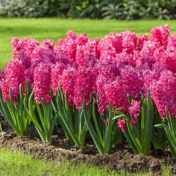 Votaniki Hyacinth Orientalis Jan Bos - Perennial Hyacinth Bulbs for Planting | Fragrant Blooms, Hardy and Long Lasting - Easy to Grow Hyacinth