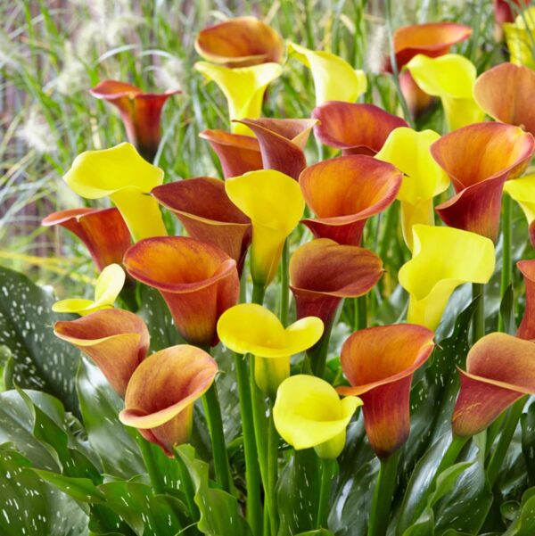 Votaniki Fire Calla Lily Mix Bulbs - Perennial, Long Lasting Bloom, Fire Calla Lily Bulbs for Planting | Bold, Bright Blooms, Easy-to-Grow, Low Maintenance Flower