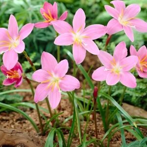 Votaniki Zephyranthes Robustus Bulbs - Long Lasting Blooms, Perennial Rain Lily Bulbs for Planting | Easy to Grow and Low Maintenance