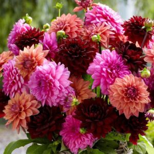 Votaniki Dahlia Dinnerplate High Summer Mix Tubers - Vibrant and Colorful Addition to Any Garden - Perennial High Summer Dahlia Tubers for Planting | Easy to Grow & Low Maintenance