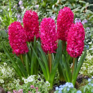 Votaniki Hyacinth Orientalis Jan Bos - Perennial Hyacinth Bulbs for Planting | Fragrant Blooms, Hardy and Long Lasting - Easy to Grow Hyacinth