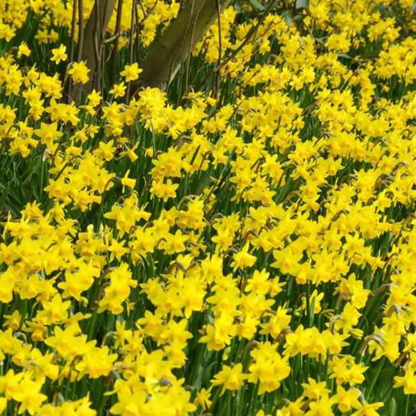 Votaniki Tete A Tete Daffodil Bulbs - Perennial Versatile & Long Lasting Blooms | Narcissi Miniature 'Tete a Tete' Daffodil - Easy to Grow