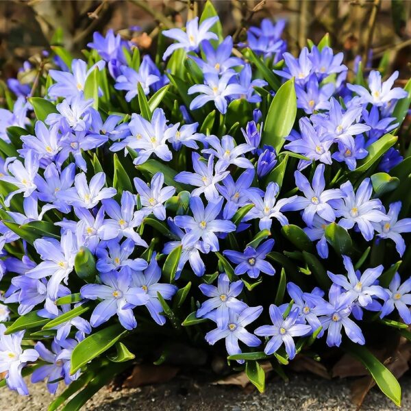 Votaniki Chionodoxa Luciliae Bulbs - Perennial and Stunning Spring Flowers | Perfect Addition to Any Garden - Glory of The Snow Flowering Bulbs