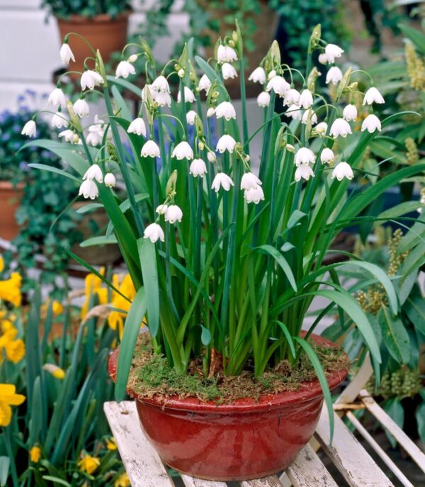 Votaniki Gravetye Giant Leucojum Bulbs - Perennial Leucojum Aestivum (Summer Snowflake) | Bell Shaped White Flowers - Easy to Grow