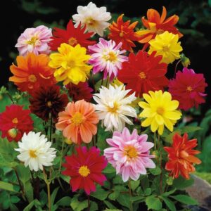 Votaniki Dwarf Dahlia Rainbow Mix Tubers - Perennial, Showy Blooms, Mixed Dahlia Tubers for Planting | Large Blooms, Summer Flowers, Easy to Grow