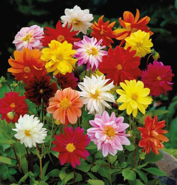 Votaniki Dwarf Dahlia Rainbow Mix Tubers - Perennial, Showy Blooms, Mixed Dahlia Tubers for Planting | Large Blooms, Summer Flowers, Easy to Grow