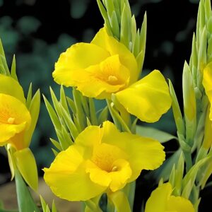 Votaniki Amarilla Tropical Yellow Canna Lily Bulbs - Vibrant Blooms, Perennial Canna Lily Bulbs for Planting | Fast Growing and Low Maintenance Beauty