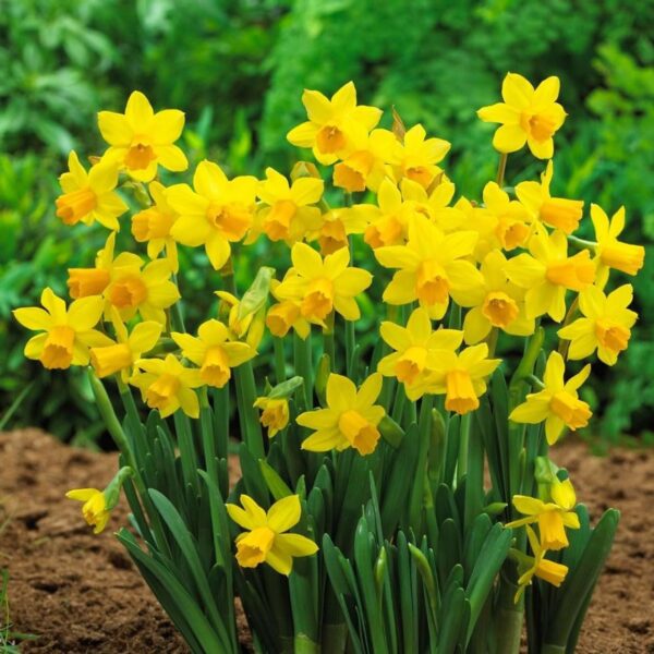 Votaniki Tete A Tete Daffodil Bulbs - Perennial Versatile & Long Lasting Blooms | Narcissi Miniature 'Tete a Tete' Daffodil - Easy to Grow