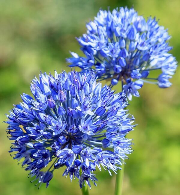 Votaniki Persian Blue Allium (Allium Azureum) – Perennial & Fragrant Blooms, Allium Bulbs for Planting | Striking Blue Spherical Blooms for Late Spring & Early Summer Gardens – Easy to Grow