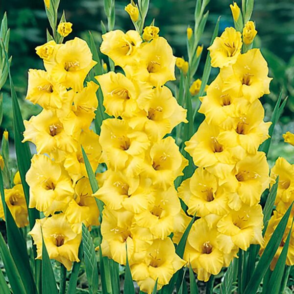 Votaniki Nova Lux Gladiolus Bulbs - Perennial, Attract Pollinators, Large Blooms, Gladiolus Flowering Bulbs for Planting - Low Maintenance and Easy to Grow