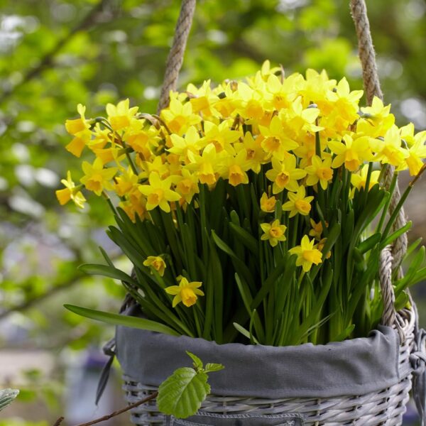 Votaniki Tete A Tete Daffodil Bulbs - Perennial Versatile & Long Lasting Blooms | Narcissi Miniature 'Tete a Tete' Daffodil - Easy to Grow