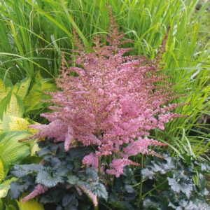 Votaniki Astilbe Chocolate Kiss - Hardy Perennial, Continuous Blooming Astilbe Roots for Planting | Summer Flowers, Easy to Grow