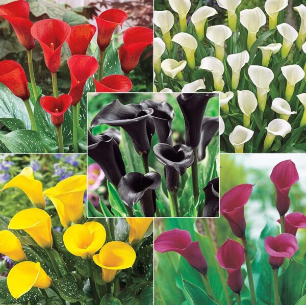 Votaniki Calla Lily Mix Bulbs - Perennial Lily, Versatile & Long-Lasting Addition to Garden | Calla Lily Mixture Bulbs for Planting - Easy to Grow