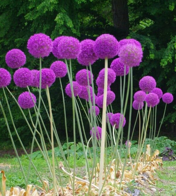 Votaniki Gladiator Allium Bulbs - Perennial Gladiator Allium (Hollandicum) | Fragrant & Purple Color Allium Flowering Bulbs - Easy to Grow