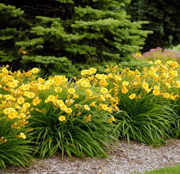 Votaniki Stella d' Oro Daylily Bulbs - Perennial Flower, Bright Blooms | Perfect for Mass Planting & Borders - Easy to Grow