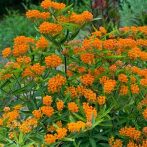 Votaniki Butterfly Weed Flower Roots - Perennial, Stunning Orange Blooms - Asclepias Tuberosa Roots for Planting, Perfect for Any Garden - Low Maintance and Easy to Grow