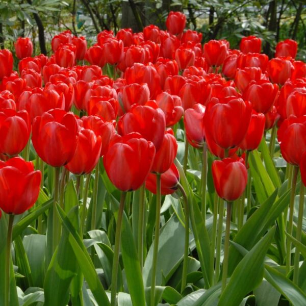 Votaniki Red Impression Tulip Bulbs - Large Blooms, Perennial Red Impression Tulip 'Darwin Hybrid' | Long Lasting Flowers, Red Tulip - Easy to Grow