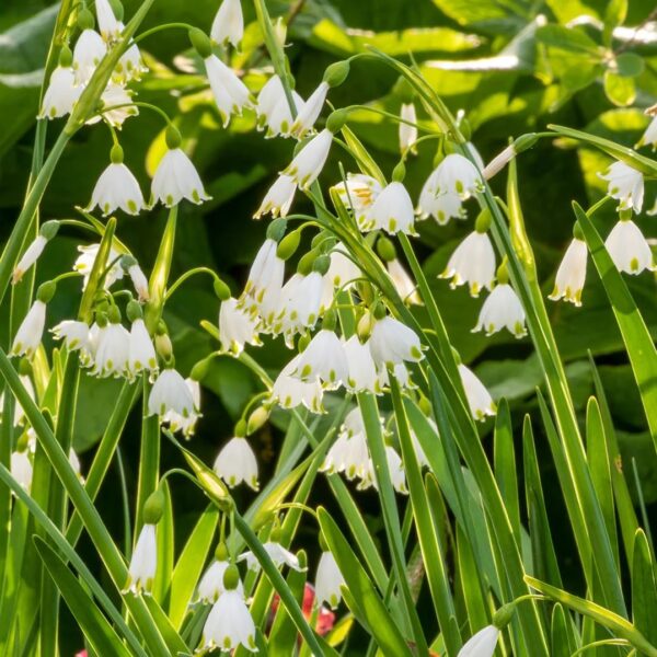 Votaniki Gravetye Giant Leucojum Bulbs - Perennial Leucojum Aestivum (Summer Snowflake) | Bell Shaped White Flowers - Easy to Grow