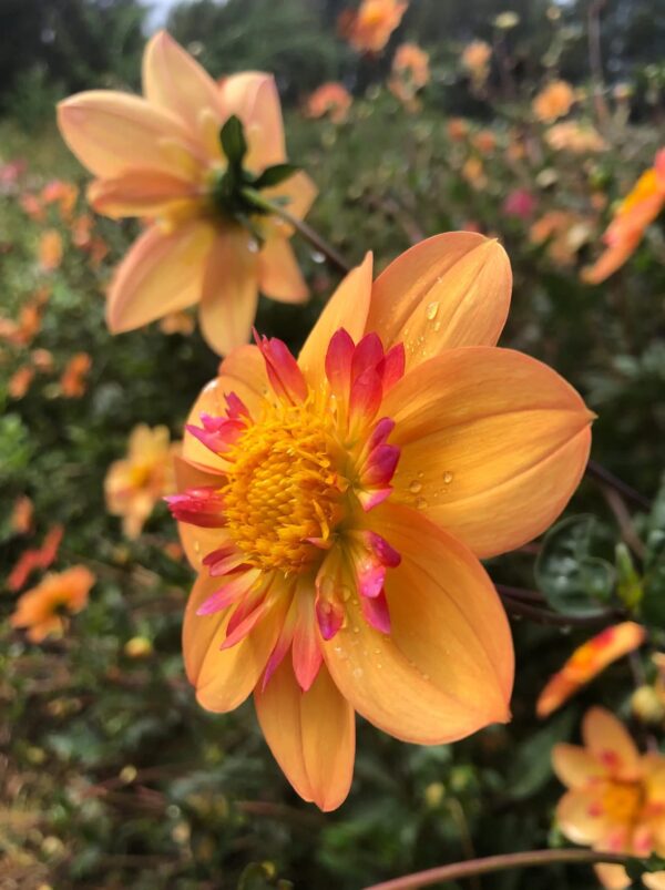 Votaniki Kelsey Annie Joy Dahlia - Pink & Yellow Collarette Dahlia Bulbs | Larger Bloom Dahlia Bulbs for Planting