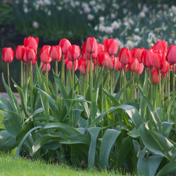 Votaniki Red Impression Tulip Bulbs - Large Blooms, Perennial Red Impression Tulip 'Darwin Hybrid' | Long Lasting Flowers, Red Tulip - Easy to Grow