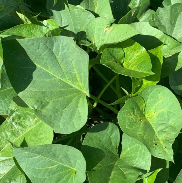 Votaniki Beauregard Sweet Potato Slips - High Yielding, (Ipomoea Batata 'Beauregard') Potato Slips for Planting | Earliest Maturing Variety, Easy to Grow