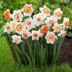 Votaniki Daffodil Pink Mix - Perennial Beauty & Long Lasting Blooms | Daffodil Assorted Pink Mixed Bulbs for Plant - Easy to Grow