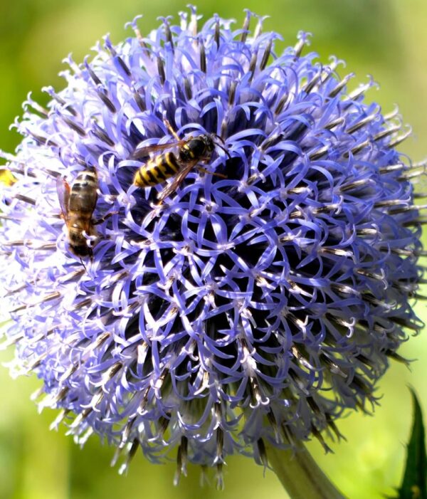 Votaniki Persian Blue Allium (Allium Azureum) – Perennial & Fragrant Blooms, Allium Bulbs for Planting | Striking Blue Spherical Blooms for Late Spring & Early Summer Gardens – Easy to Grow