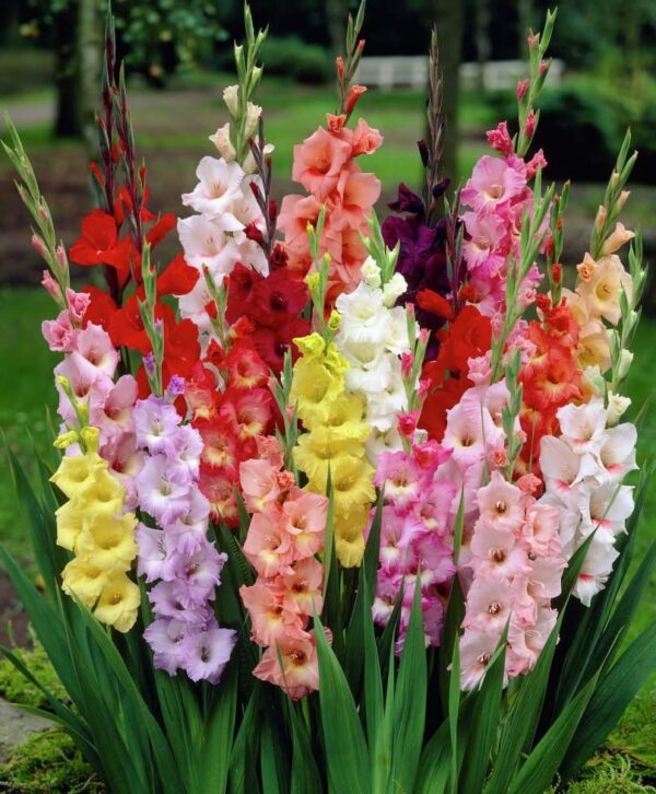 Votaniki Gladiolus Mix Bulbs for Planting - Mixed Colors Perennial Gladiolus Flowering Bulbs | Long-Lasting Cut Flower - Easy to Grow and Maintain