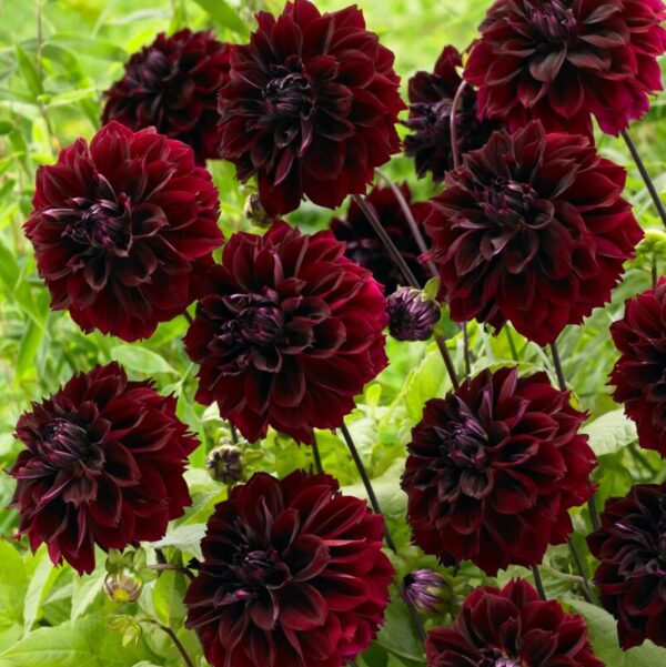 Dark Fubuki Dahlia Bulbs - Dark Red Dahlia, Perennial Dinnerplate Dahlia Flowering Bulbs | Large Blooms, Easy to Grow, Perfect for Cut