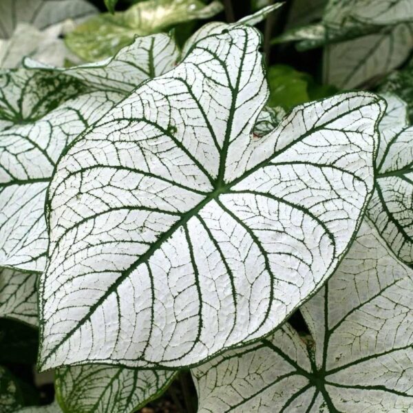 Votaniki White Christmas Caladium Bulbs - Long Blooming, Striking Beauty for Any Garden, Perennial Caladium Bulbs for Planting - Low Maintenance and Easy to Grow