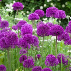 Votaniki Purple Sensation Allium Bulbs - Fragrant and Long Lasting Blooms, Perennial Allium Hollandicum | Easy to Grow and Low Maintenance