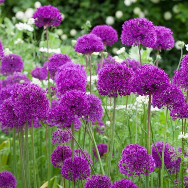 Votaniki Purple Sensation Allium Bulbs - Fragrant and Long Lasting Blooms, Perennial Allium Hollandicum | Easy to Grow and Low Maintenance