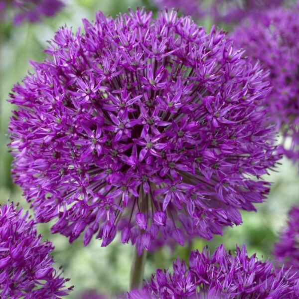 Votaniki Purple Sensation Allium Bulbs - Fragrant and Long Lasting Blooms, Perennial Allium Hollandicum | Easy to Grow and Low Maintenance