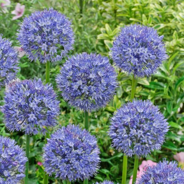 Votaniki Persian Blue Allium (Allium Azureum) – Perennial & Fragrant Blooms, Allium Bulbs for Planting | Striking Blue Spherical Blooms for Late Spring & Early Summer Gardens – Easy to Grow