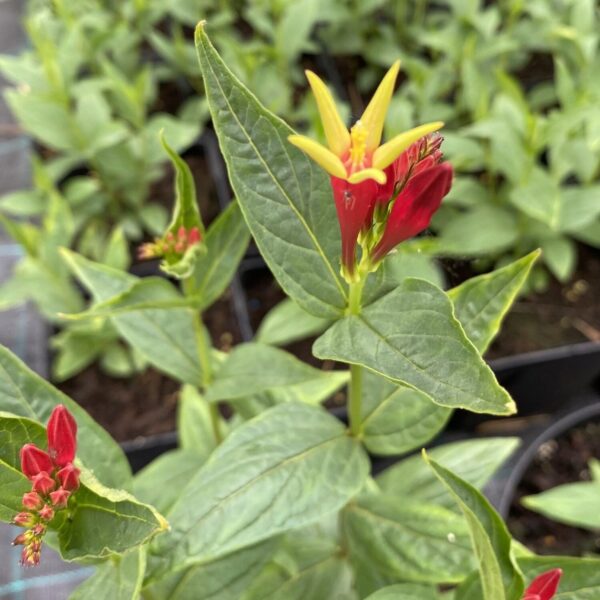 Votaniki Spigelia Marilandica Little Redhead 2 Inch Plants - Perennials, Long Blooming, Spigelia Marilandica (Spigelia) / Indian Pink | Easy to Grow