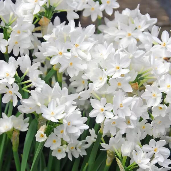 Votaniki Ziva Paperwhite Narcissus Bulbs - Fragrant Blooms, Perennial Narcissus Tazetta 'Ziva' | XL Bulbs Size 17+ Inch - Perfect for Outdoors & Indoor Forcing