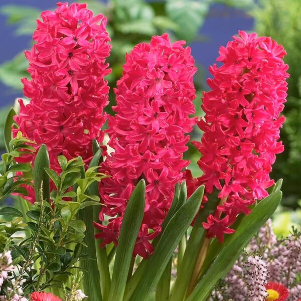 Votaniki Hyacinth Orientalis Jan Bos - Perennial Hyacinth Bulbs for Planting | Fragrant Blooms, Hardy and Long Lasting - Easy to Grow Hyacinth