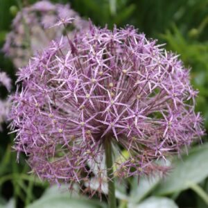 Votaniki Allium Giant Christophii Bulbs - Spectacular Blooms, Perennial Allium Christophii "Ornamental Onion" | Easy to Grow and Low Maintenance