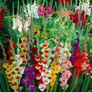 Votaniki Gladiolus Mix Bulbs for Planting - Mixed Colors Perennial Gladiolus Flowering Bulbs | Long-Lasting Cut Flower - Easy to Grow and Maintain