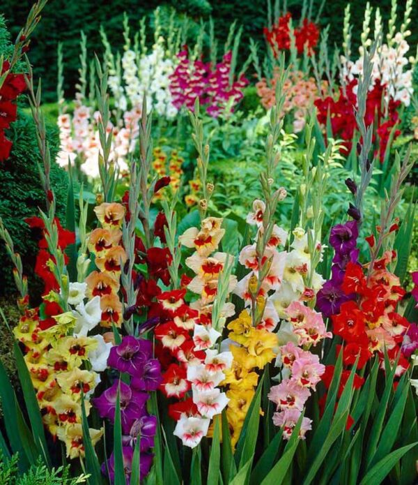 Votaniki Gladiolus Mix Bulbs for Planting - Mixed Colors Perennial Gladiolus Flowering Bulbs | Long-Lasting Cut Flower - Easy to Grow and Maintain