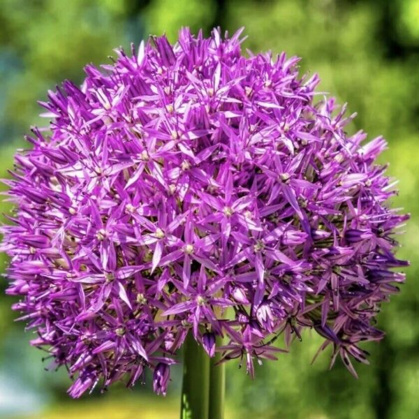 Votaniki Gladiator Allium Bulbs - Perennial Gladiator Allium (Hollandicum) | Fragrant & Purple Color Allium Flowering Bulbs - Easy to Grow