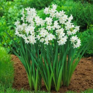 Votaniki Ziva Paperwhite Narcissus Bulbs - Fragrant Blooms, Perennial Narcissus Tazetta 'Ziva' | XL Bulbs Size 17+ Inch - Perfect for Outdoors & Indoor Forcing