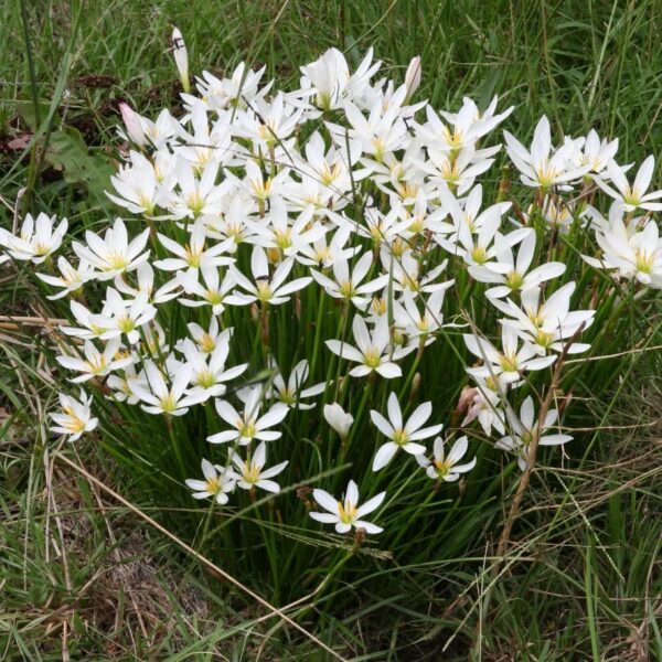 Votaniki White Rain Lily Bulbs - Long Lasting Flowers, Perennial Lily (Zephyranthes Citrina) | Beautiful Trumpet Shaped Blooms - Easy to Grow and Low Maintenance