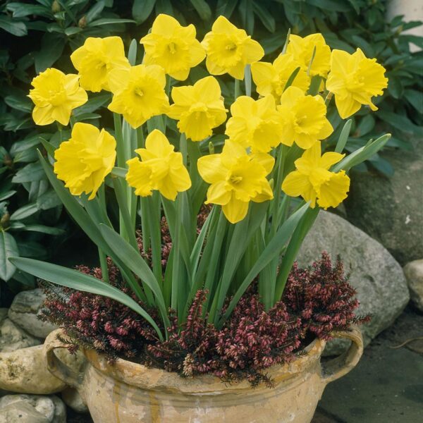 Votaniki Yellow Trumpet Daffodil - Perennial & Large Flowers, Narcissus Trumpet 'Improved King Alfred' (Yellow Daffodil) | Perfect for Garden Beds, Container, Borders, and Cutting Gardens