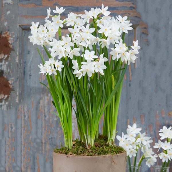 Votaniki Ziva Paperwhite Narcissus Bulbs - Fragrant Blooms, Perennial Narcissus Tazetta 'Ziva' | XL Bulbs Size 17+ Inch - Perfect for Outdoors & Indoor Forcing