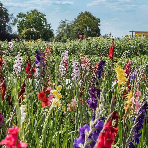 Votaniki Rainbow Gladiolus Mix Bulbs for Planting - Long-Lasting Cut Flower - Easy to Grow and Maintain | Mixed Colors Perennial Gladiolus Flowering Bulbs