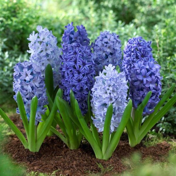 Votaniki Hyacinth Shades of Blue Mix Bulbs - Perennial Orientalis Hyacinth | Long Lasting Beauty, Fragrant Blooms - Easy to Grow Hyacinth